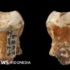 Neanderthal Diduga Melakukan Operasi Gigi 59 Ribu Tahun Lalu di Siberia
