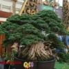 Pameran Bonsai Nasional di Situbondo Hadirkan Peserta dari Malaysia