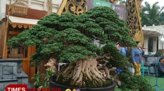 Pameran Bonsai Nasional di Situbondo Hadirkan Peserta dari Malaysia