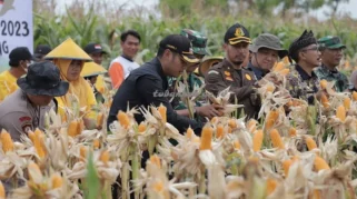 Panen Raya Jagung di Tuban, Petani Harap Presiden Jaga Harga Pupuk Stabil