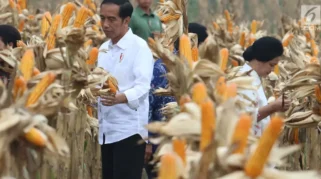 Panen Raya Jagung di Tuban, Petani Harap Presiden Pertahankan Harga Pupuk Stabil