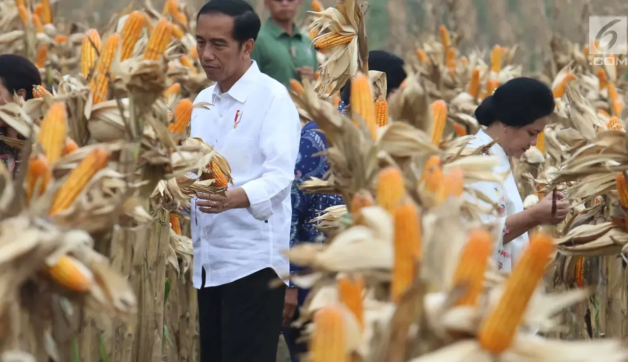 Panen Raya Jagung di Tuban, Petani Harap Presiden Pertahankan Harga Pupuk Stabil