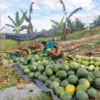 Panen Semangka Bondowoso Ramai Diserbu Pembeli, Petani Raup Untung
