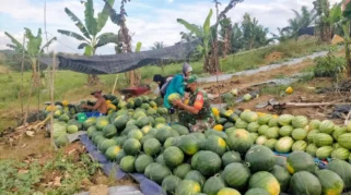 Panen Semangka Bondowoso Ramai Diserbu Pembeli, Petani Raup Untung