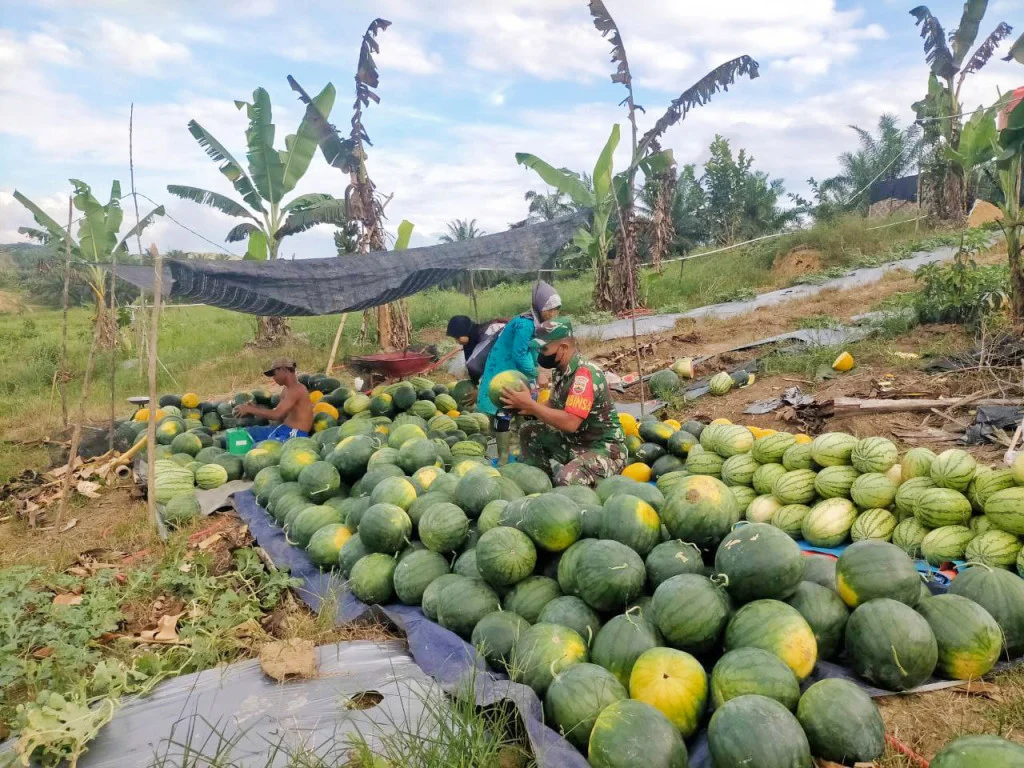 Panen Semangka Bondowoso Ramai Diserbu Pembeli, Petani Raup Untung