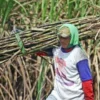 Panja Impor Gula DPR-RI Jadi Harapan Baru Petani Tebu Bondowoso