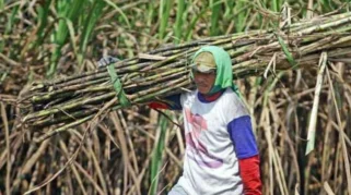Panja Impor Gula DPR-RI Jadi Harapan Baru Petani Tebu Bondowoso