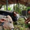 Pasokan Hewan Kurban di Kabupaten Tangerang Diprediksi Meningkat 10 Persen pada Iduladha 2026