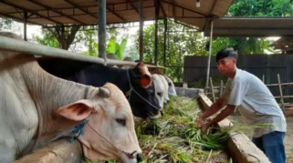 Pasokan Hewan Kurban di Kabupaten Tangerang Diprediksi Meningkat 10 Persen pada Iduladha 2026