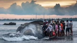 Paus Sperma 15 Meter Mati Terdampar di Pantai Melaya, Bali Jadi Sorotan Warga
