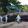 Paus Sperma 15 Meter Terdampar di Pantai Anyar Sari, Bali Meninggal Saat Air Surut