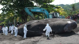 Paus Sperma 15 Meter Terdampar di Pantai Anyar Sari, Bali Meninggal Saat Air Surut