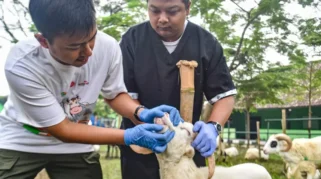 Pemeriksaan Daging Kurban di Hari Tasyrik oleh DKPP Kota Bandung
