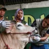 Pemeriksaan Kesehatan Hewan Kurban di Depok Pastikan Puluhan Ribu Hewan Layak Disembelih Iduladha