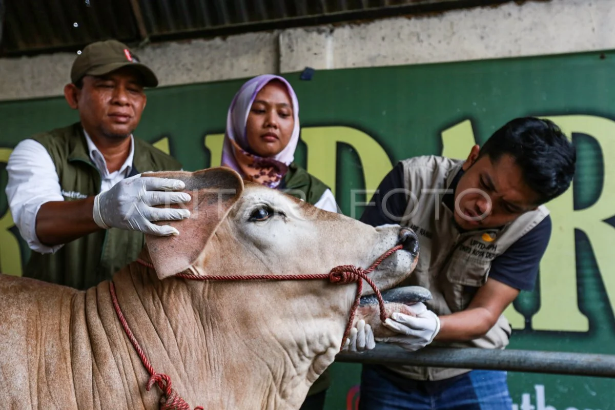 Pemeriksaan Kesehatan Hewan Kurban di Depok Pastikan Puluhan Ribu Hewan Layak Disembelih Iduladha