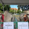 Pemerintah Pastikan Sapi Kurban Presiden untuk Iduladha Berstandar Premium