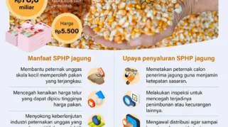 Pemerintah Salurkan Jagung SPHP untuk Peternak Unggas di Jawa Tengah