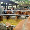 Pemerintah Siapkan Ribuan Petugas Pantau Hewan Kurban Jelang Iduladha 2026