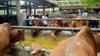 Pemerintah Siapkan Ribuan Petugas Pantau Hewan Kurban Jelang Iduladha 2026