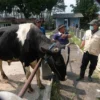 Pemkab Situbondo Lakukan Penataan Infrastruktur Pasar Hewan Sabtoan untuk Kenyamanan Jelang Idul Adha