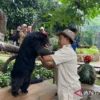 Pemkot Bandung Penuhi Kebutuhan Satwa Bandung Zoo Selama Masa Transisi