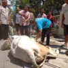 Pemkot Bekasi Minta Warga Kelola Limbah Hewan Kurban dengan Baik untuk Cegah Masalah Lingkungan
