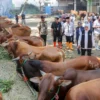 Pemotongan Kurban di RPH Resmi Bondowoso Jelang Idul Adha 1447 H