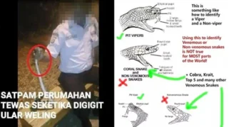 Pemuda Bogor Tewas Setelah Digigit Ular Weling yang Dijadikan Mainan