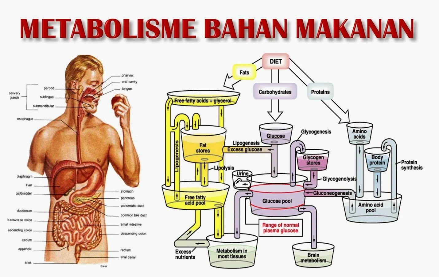 Pengaruh Shift Kerja Terhadap Metabolisme dan Cara Mengatasinya