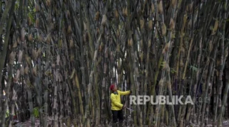 Pentingnya Pengembangan Budidaya Bambu di Indonesia dalam Menghadapi Tantangan Ekonomi dan Perubahan Iklim