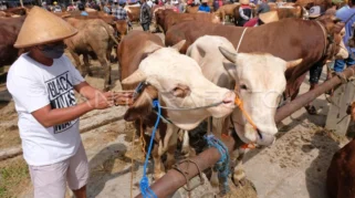 Penurunan Penjualan Sapi Menjelang Iduladha di Bekasi, Pedagang Alami Dampak Signifikan