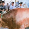 Penyediaan 1.098 Sapi Kurban Presiden Dipastikan Berjalan Optimal