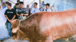 Penyediaan 1.098 Sapi Kurban Presiden Dipastikan Berjalan Optimal