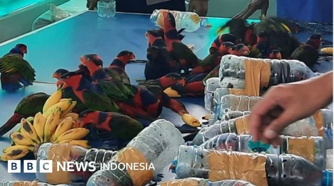 Penyelundupan 493 Burung Ilegal di Pelabuhan Ketapang Banyuwangi Berhasil Digagalkan