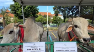 Perayaan Iduladha 1447 Hijriah di Indonesia: Sapi Kurban Presiden hingga Penyaluran Hewan Kurban Terpadu