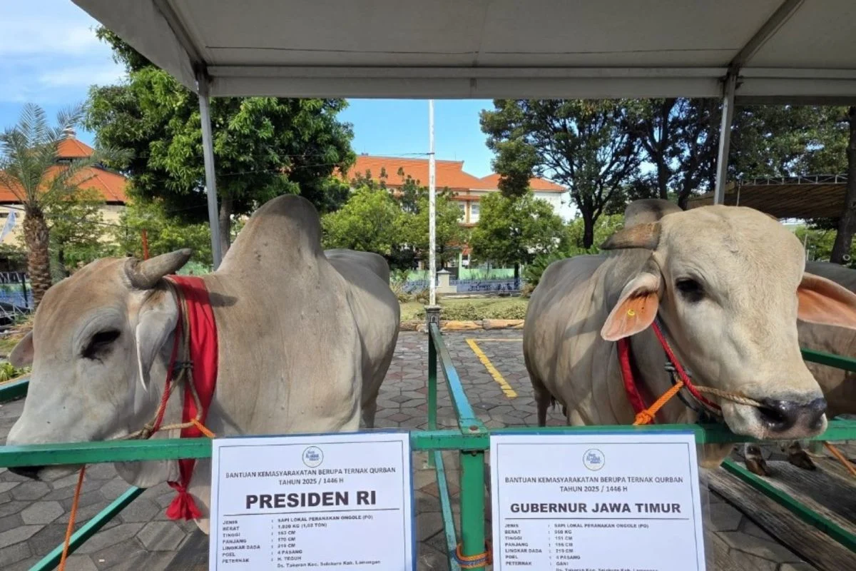 Perayaan Iduladha 1447 Hijriah di Indonesia: Sapi Kurban Presiden hingga Penyaluran Hewan Kurban Terpadu