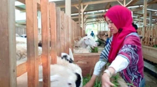 Perempuan Tangguh Peternak Domba, Kisah Yesita Alumni Unmuh Jember
