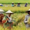 Perjalanan 50 Tahun ATONIK Dampingi Petani Indonesia dari Jepang ke Sawah Nusantara