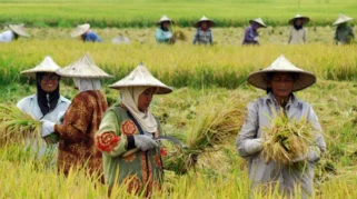 Perjalanan 50 Tahun ATONIK Dampingi Petani Indonesia dari Jepang ke Sawah Nusantara