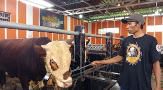 Permintaan Sapi Kurban di Lumajang Meningkat Menjelang Idul Adha 2026