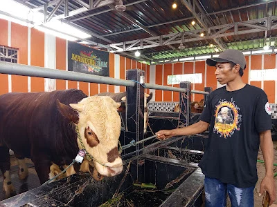 Permintaan Sapi Kurban di Lumajang Meningkat Menjelang Idul Adha 2026