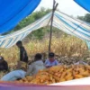Petani Jagung di Kota Banjar Keluhkan Sulitnya Mendapatkan Pupuk Subsidi Saat Panen Raya