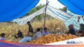 Petani Jagung di Kota Banjar Keluhkan Sulitnya Mendapatkan Pupuk Subsidi Saat Panen Raya