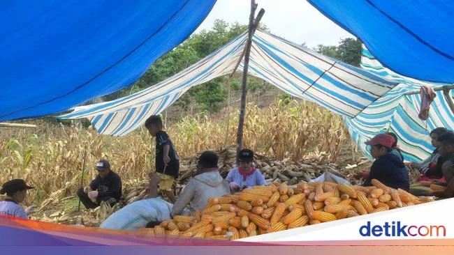 Petani Jagung di Kota Banjar Keluhkan Sulitnya Mendapatkan Pupuk Subsidi Saat Panen Raya