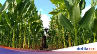 Petani Tembakau Bondowoso Menolak Batas Nikotin Rokok yang Baru