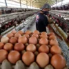 Peternak di Tulungagung Bagikan Telur Gratis Sebagai Tanda Kecewa Dengan Wacana Investor Asing