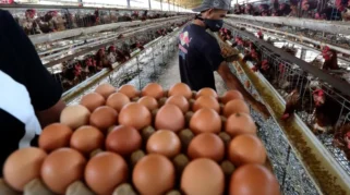 Peternak di Tulungagung Bagikan Telur Gratis Sebagai Tanda Kecewa Dengan Wacana Investor Asing
