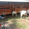 Peternak Kambing di Kota Malang Raup Banyak Cuan Lewat Live TikTok