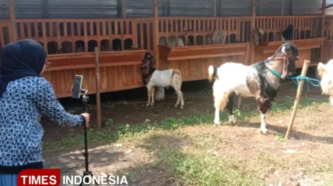 Peternak Kambing di Kota Malang Raup Banyak Cuan Lewat Live TikTok