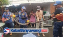 Piton Masuk Kandang Bebek, Bebek Hilang, Warga Kabat Panggil Damkarmat Banyuwangi